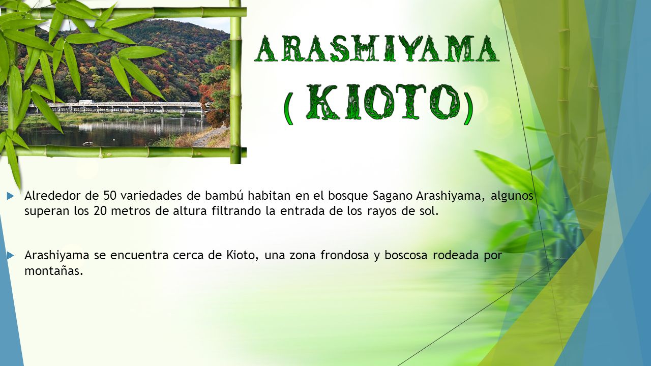Alrededor de 50 variedades de bambú habitan en el bosque Sagano Arashiyama, algunos superan los 20 metros de altura filtrando la entrada de los rayos de sol.