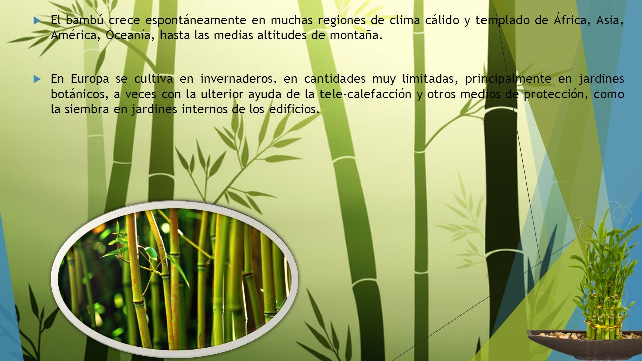 El bambú crece espontáneamente en muchas regiones de clima cálido y templado de África, Asia, América, Oceanía, hasta las medias altitudes de montaña.