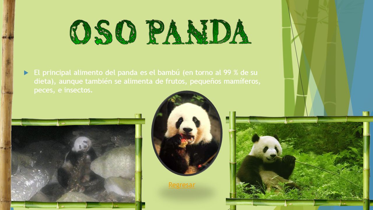 El principal alimento del panda es el bambú (en torno al 99 % de su dieta), aunque también se alimenta de frutos, pequeños mamíferos, peces, e insectos.