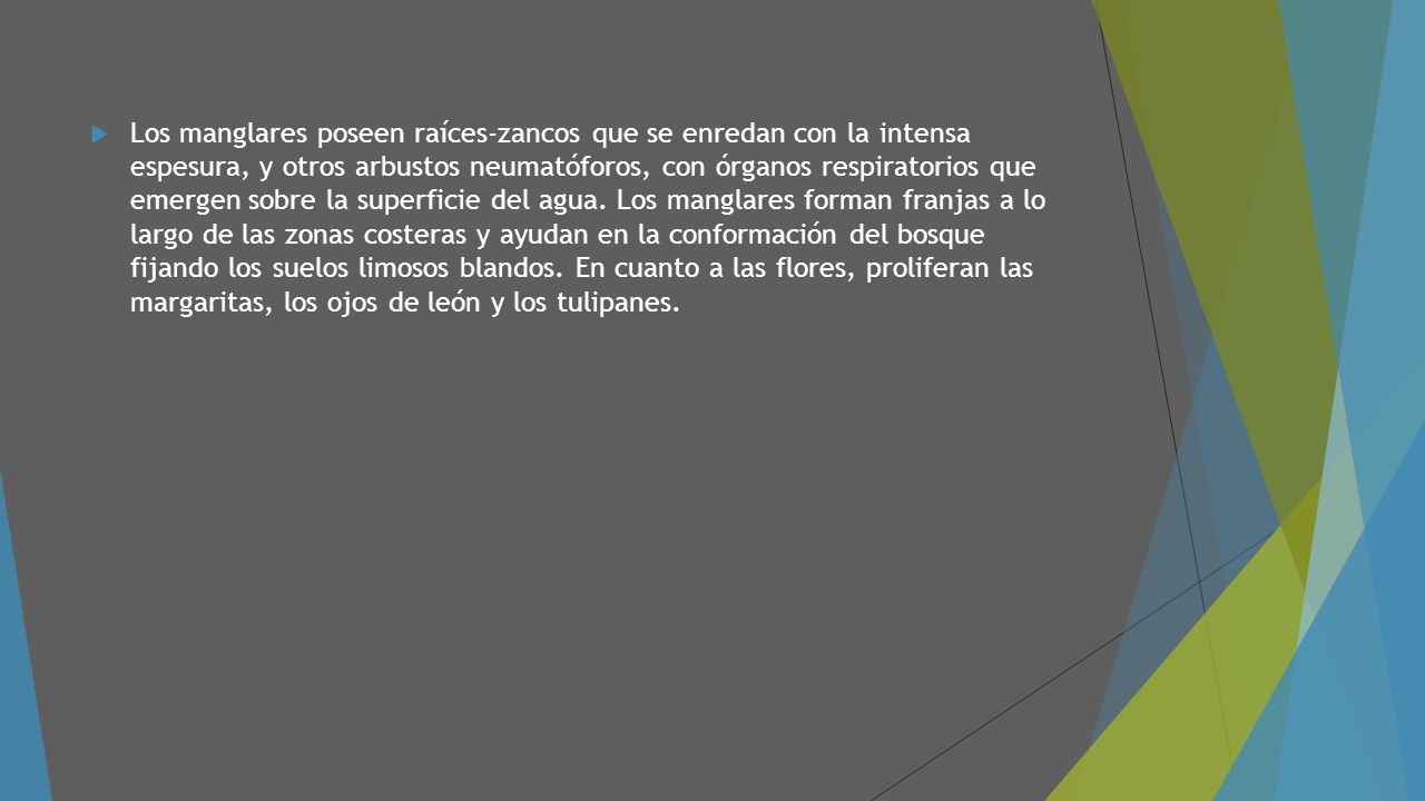 Los manglares poseen raíces-zancos que se enredan con la intensa espesura, y otros arbustos neumatóforos, con órganos respiratorios que emergen sobre la superficie del agua.