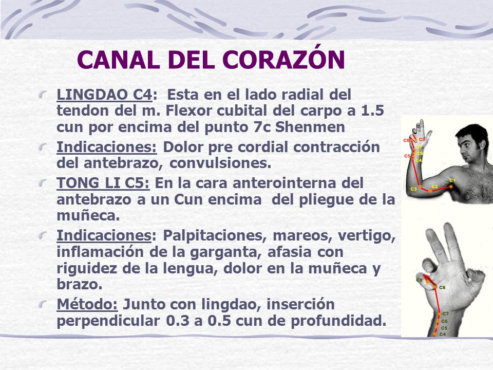 CANAL DEL CORAZÓN LINGDAO C4: Esta en el lado radial del tendon del m. Flexor cubital del carpo a 1.5 cun por encima del punto 7c Shenmen.