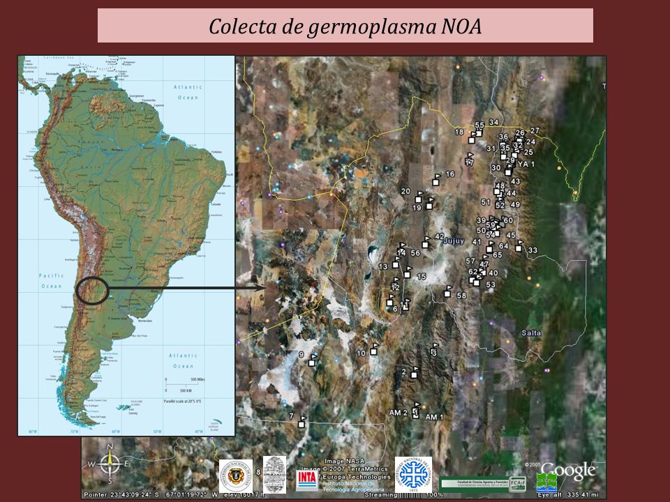 Colecta de germoplasma NOA