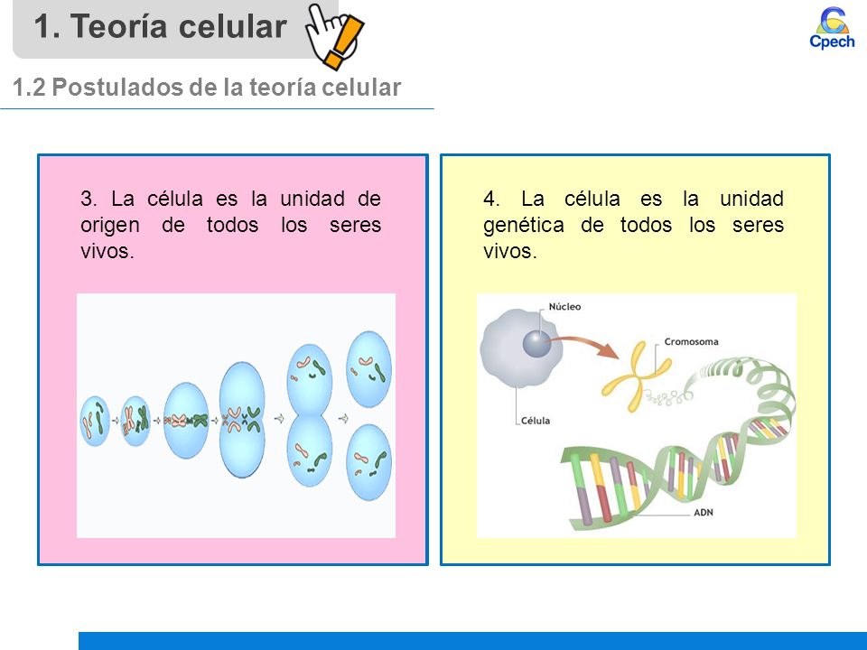 1. Teoría celular 1.2 Postulados de la teoría celular