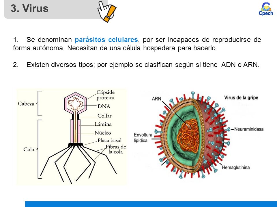 3. Virus 1. Se denominan parásitos celulares, por ser incapaces de reproducirse de forma autónoma. Necesitan de una célula hospedera para hacerlo.