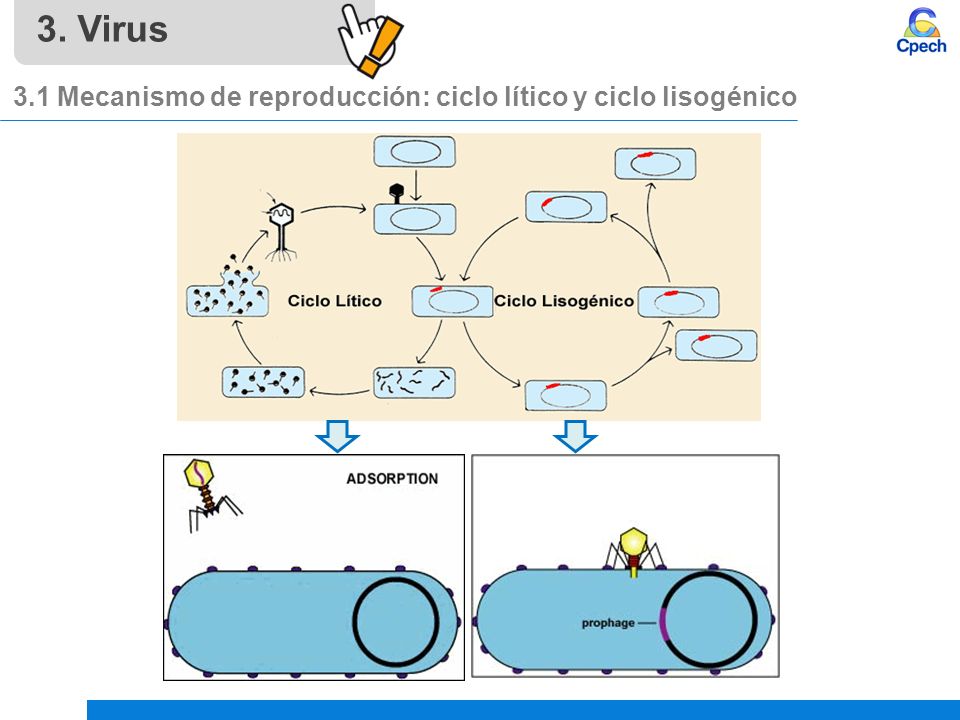 3. Virus 3.1 Mecanismo de reproducción: ciclo lítico y ciclo lisogénico