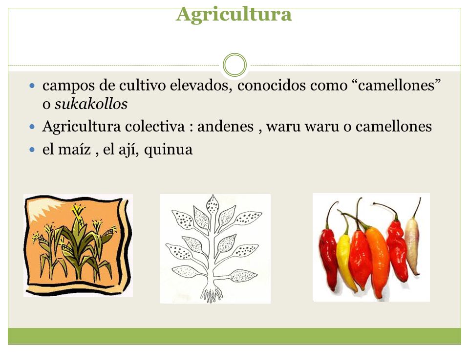 Agricultura campos de cultivo elevados, conocidos como camellones o sukakollos. Agricultura colectiva : andenes , waru waru o camellones.