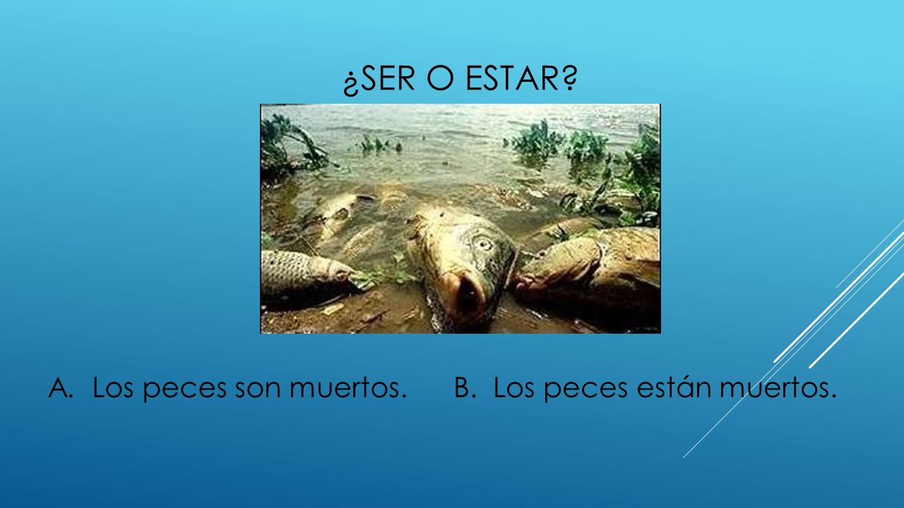 ¿ser o estar A. Los peces son muertos. B. Los peces están muertos.