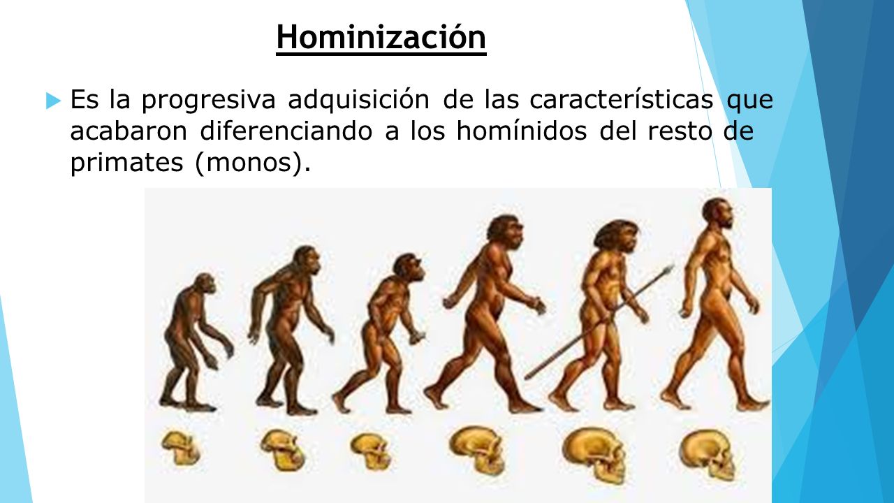 Hominización Es la progresiva adquisición de las características que acabaron diferenciando a los homínidos del resto de primates (monos).