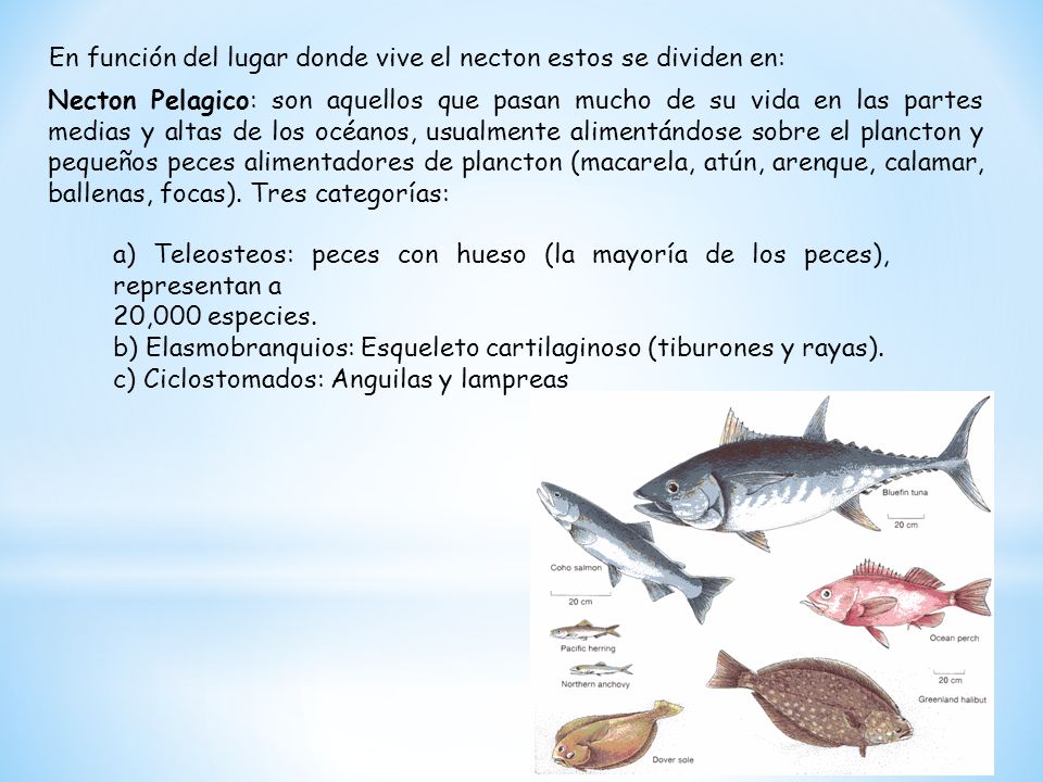 En función del lugar donde vive el necton estos se dividen en: