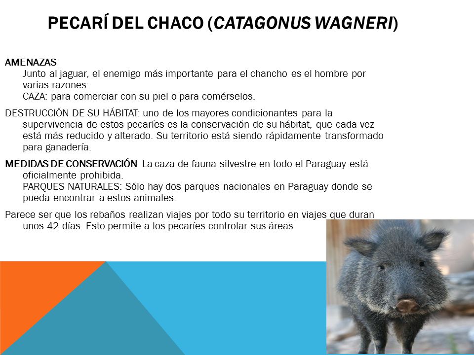 Pecarí del Chaco (Catagonus wagneri)
