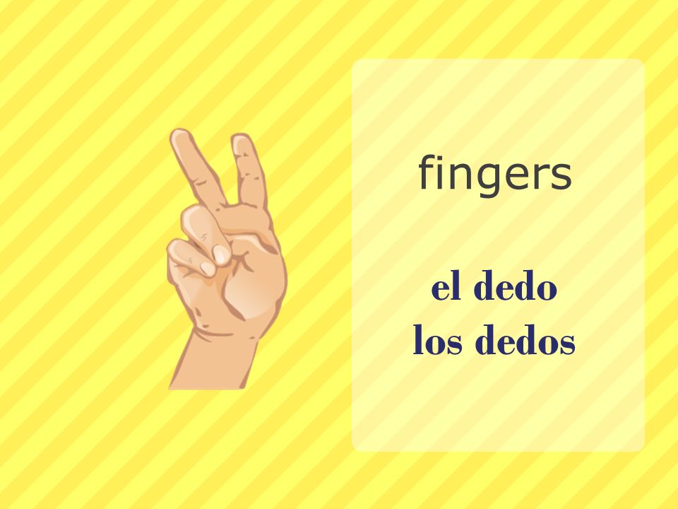 fingers el dedo los dedos