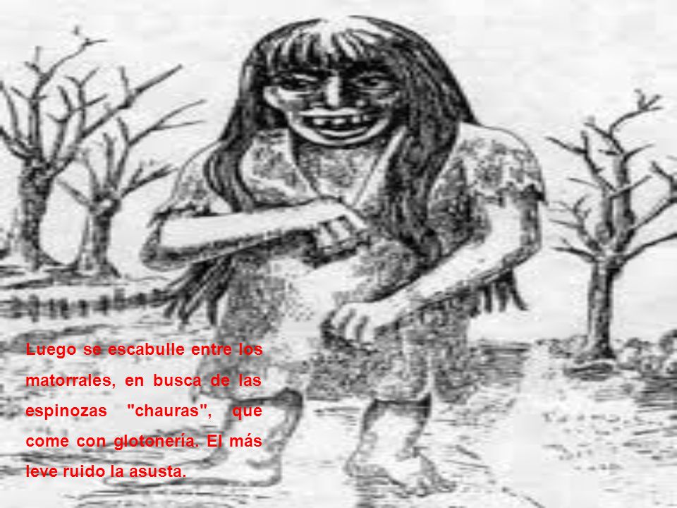 Luego se escabulle entre los matorrales, en busca de las espinozas chauras , que come con glotonería.