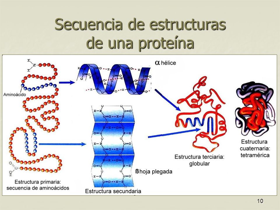 Secuencia de estructuras de una proteína