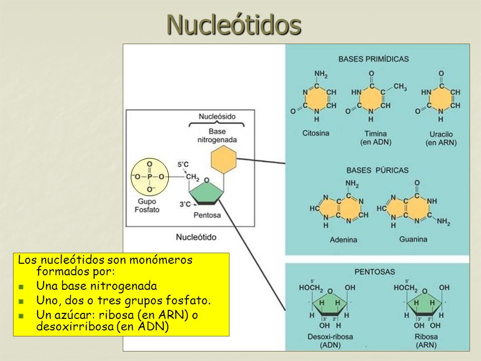 Nucleótidos Los nucleótidos son monómeros formados por: