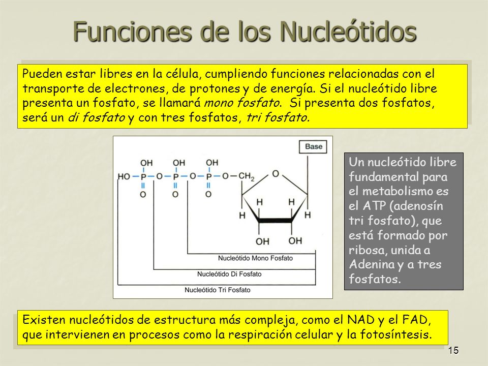 Funciones de los Nucleótidos