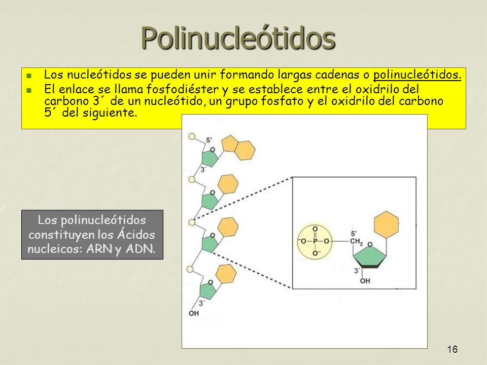 Los polinucleótidos constituyen los Ácidos nucleicos: ARN y ADN.
