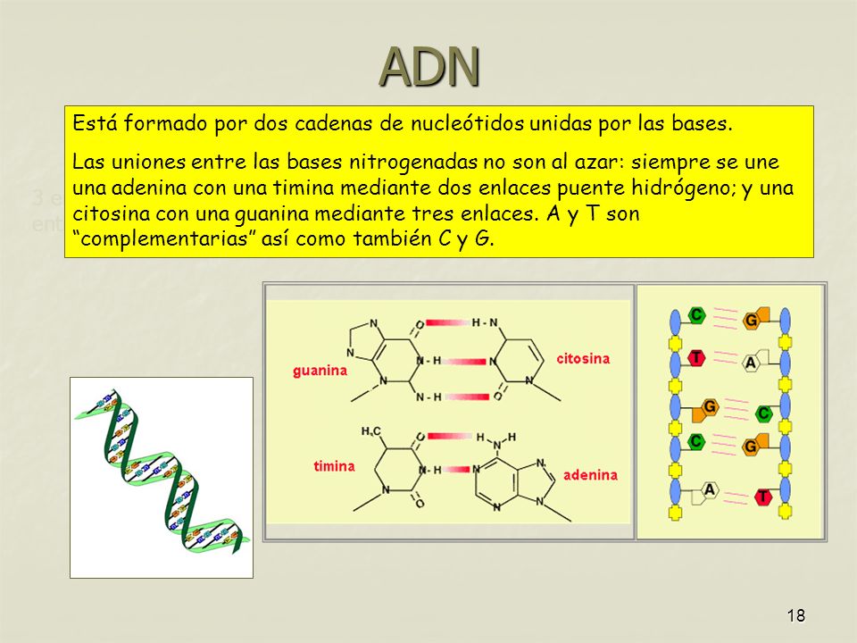 ADN Está formado por dos cadenas de nucleótidos unidas por las bases.