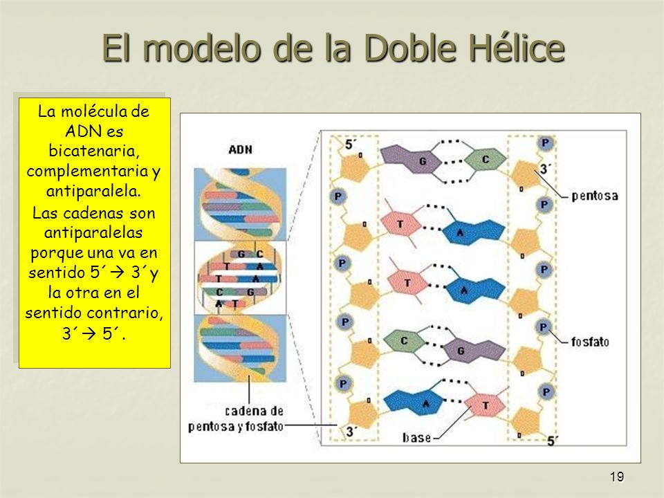 El modelo de la Doble Hélice