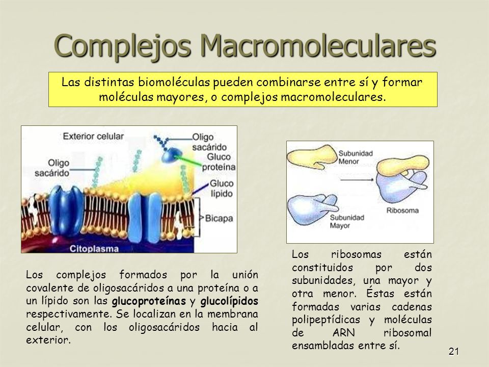 Complejos Macromoleculares