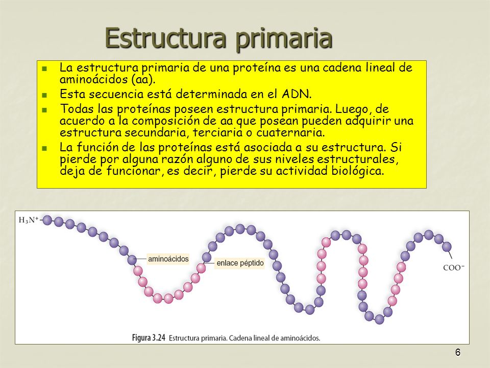 Estructura primaria La estructura primaria de una proteína es una cadena lineal de aminoácidos (aa).