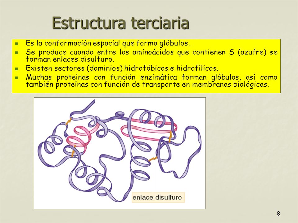 Estructura terciaria Es la conformación espacial que forma glóbulos.