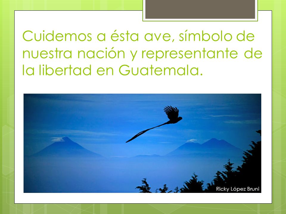 Cuidemos a ésta ave, símbolo de nuestra nación y representante de la libertad en Guatemala.