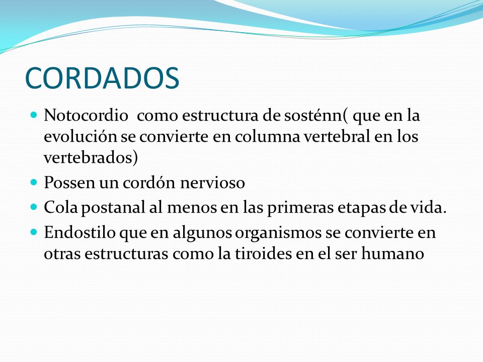 CORDADOS Notocordio como estructura de sosténn( que en la evolución se convierte en columna vertebral en los vertebrados)