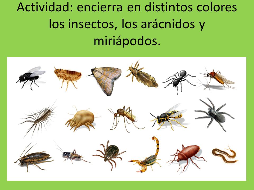 Actividad: encierra en distintos colores los insectos, los arácnidos y miriápodos.