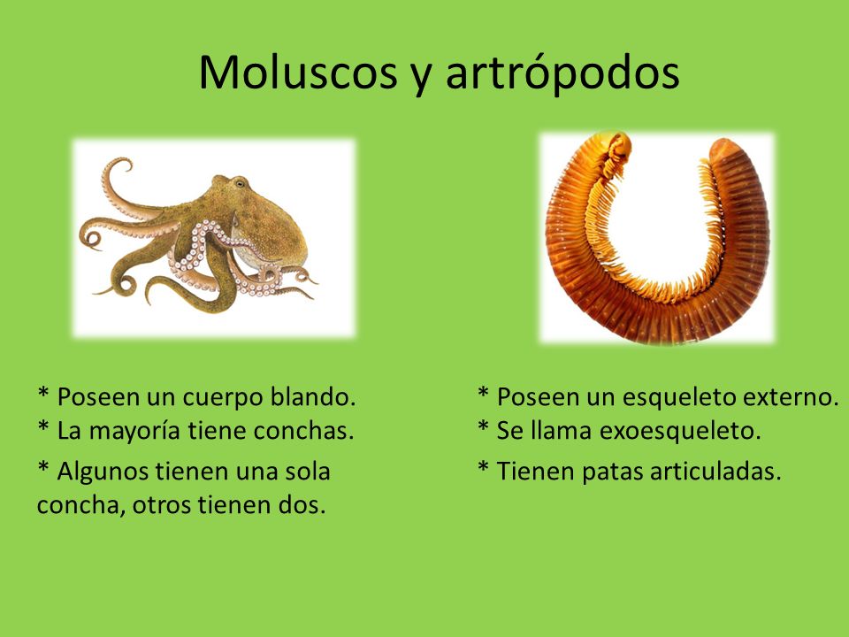 Moluscos y artrópodos * Poseen un cuerpo blando. * La mayoría tiene conchas. * Algunos tienen una sola concha, otros tienen dos.