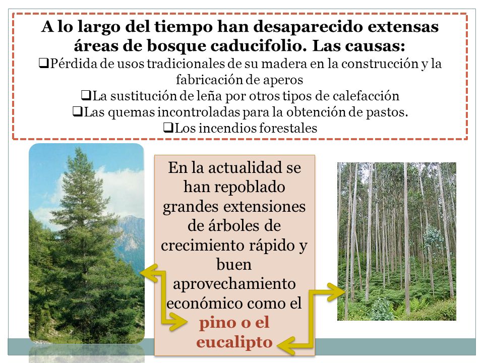 A lo largo del tiempo han desaparecido extensas áreas de bosque caducifolio. Las causas:
