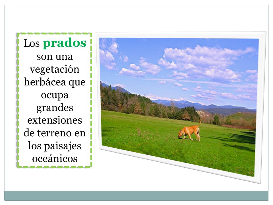 Los prados son una vegetación herbácea que ocupa grandes extensiones de terreno en los paisajes oceánicos