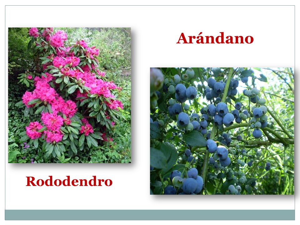 Arándano Rododendro