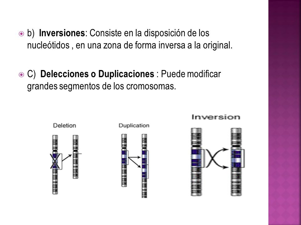b) Inversiones: Consiste en la disposición de los nucleótidos , en una zona de forma inversa a la original.