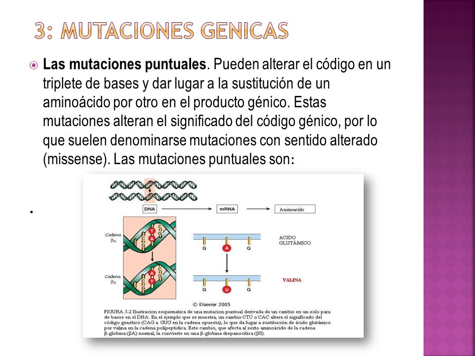 3: MUTACIONES GENICAS