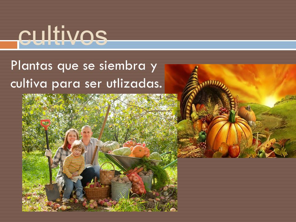 cultivos Plantas que se siembra y cultiva para ser utlizadas.