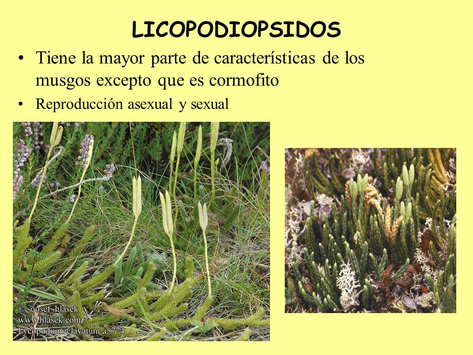 LICOPODIOPSIDOS Tiene la mayor parte de características de los musgos excepto que es cormofito.