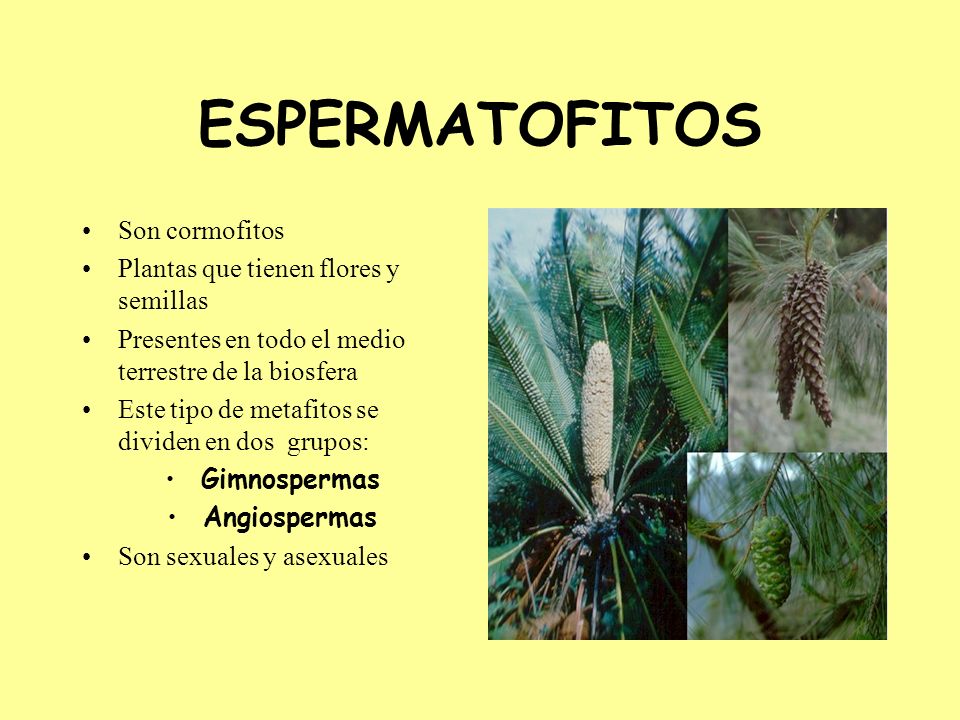 ESPERMATOFITOS Son cormofitos Plantas que tienen flores y semillas