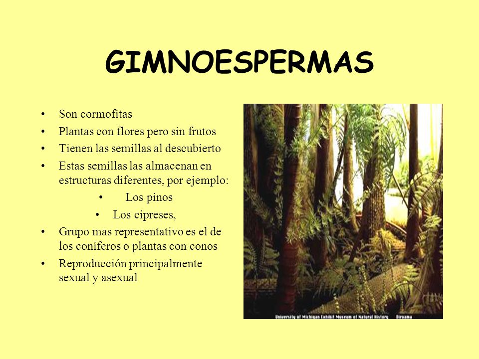 GIMNOESPERMAS Son cormofitas Plantas con flores pero sin frutos