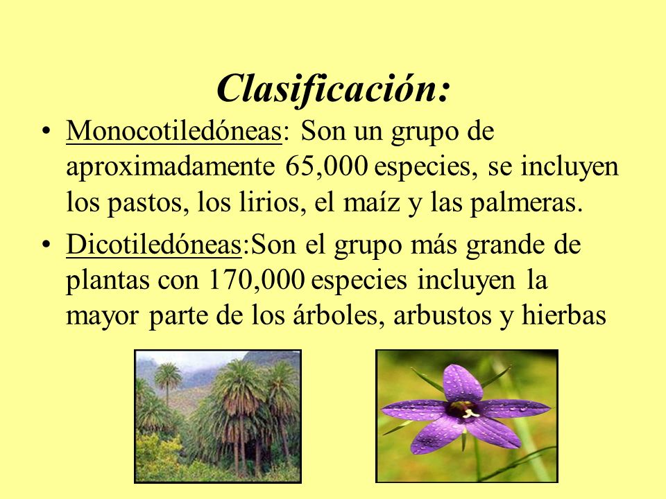 Clasificación: Monocotiledóneas: Son un grupo de aproximadamente 65,000 especies, se incluyen los pastos, los lirios, el maíz y las palmeras.
