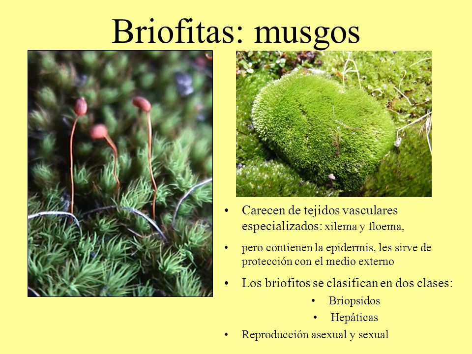 Briofitas: musgos Carecen de tejidos vasculares especializados: xilema y floema,
