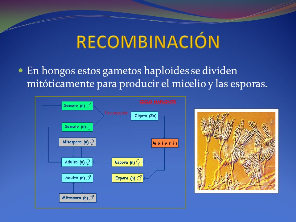 RECOMBINACIÓN En hongos estos gametos haploides se dividen mitóticamente para producir el micelio y las esporas.