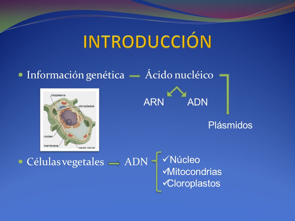 INTRODUCCIÓN Información genética Ácido nucléico Células vegetales ADN