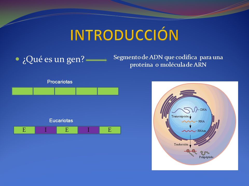 Segmento de ADN que codifica para una proteína o molécula de ARN