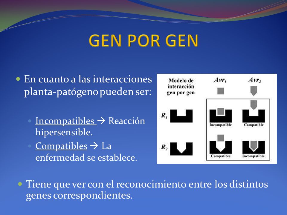 GEN POR GEN En cuanto a las interacciones planta-patógeno pueden ser:
