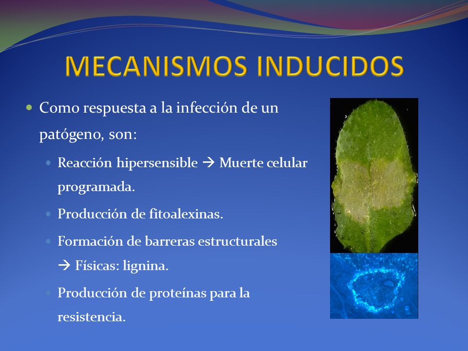 MECANISMOS INDUCIDOS Como respuesta a la infección de un patógeno, son: Reacción hipersensible  Muerte celular programada.