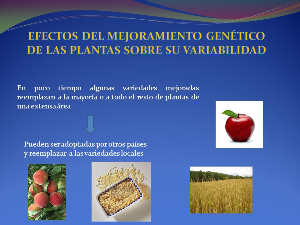 EFECTOS DEL MEJORAMIENTO GENÉTICO DE LAS PLANTAS SOBRE SU VARIABILIDAD