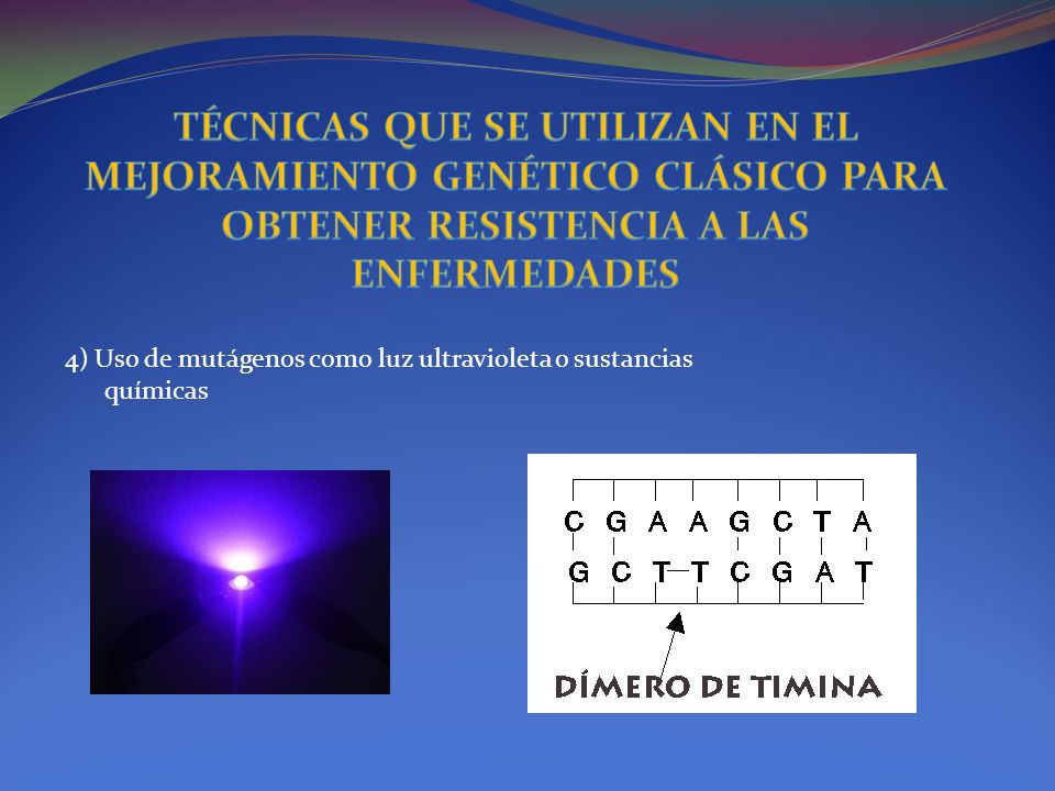 TÉCNICAS QUE SE UTILIZAN EN EL MEJORAMIENTO GENÉTICO CLÁSICO PARA OBTENER RESISTENCIA A LAS ENFERMEDADES
