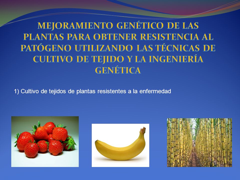 MEJORAMIENTO GENÉTICO DE LAS PLANTAS PARA OBTENER RESISTENCIA AL PATÓGENO UTILIZANDO LAS TÉCNICAS DE CULTIVO DE TEJIDO Y LA INGENIERÍA GENÉTICA