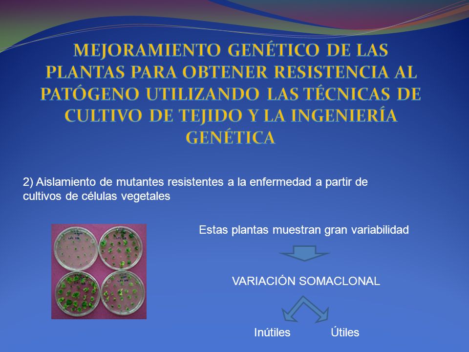 MEJORAMIENTO GENÉTICO DE LAS PLANTAS PARA OBTENER RESISTENCIA AL PATÓGENO UTILIZANDO LAS TÉCNICAS DE CULTIVO DE TEJIDO Y LA INGENIERÍA GENÉTICA