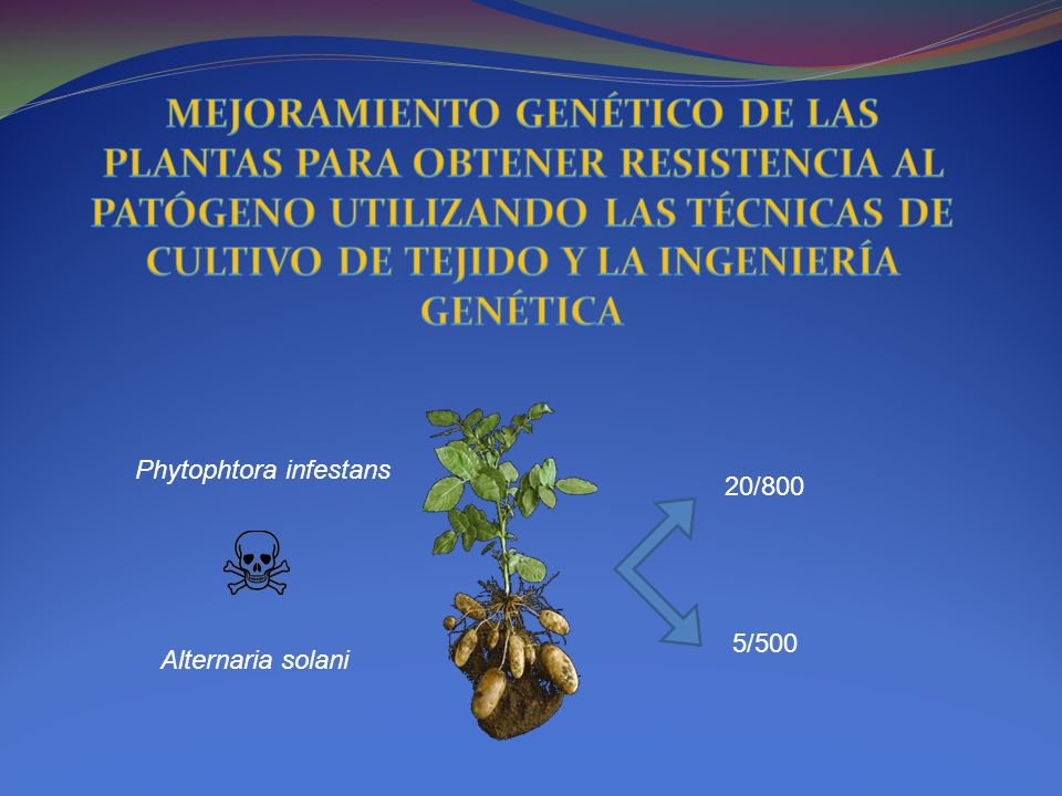 MEJORAMIENTO GENÉTICO DE LAS PLANTAS PARA OBTENER RESISTENCIA AL PATÓGENO UTILIZANDO LAS TÉCNICAS DE CULTIVO DE TEJIDO Y LA INGENIERÍA GENÉTICA